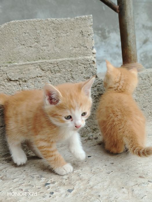 Mushuklar hadya qilinadi