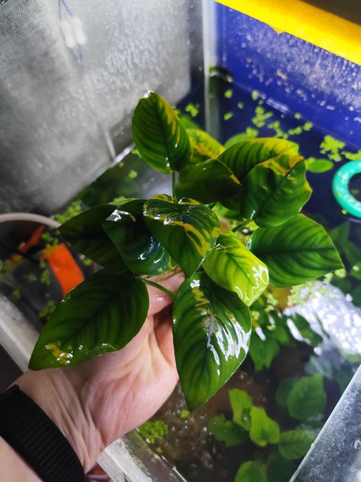 Аквариумное растение Анубиас