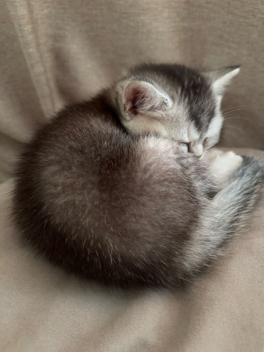 Скоттиш страйт