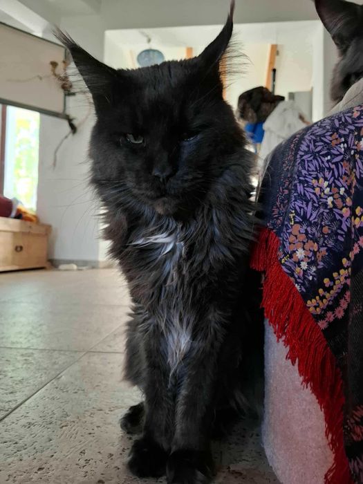 De vânzare pui Meine Coon