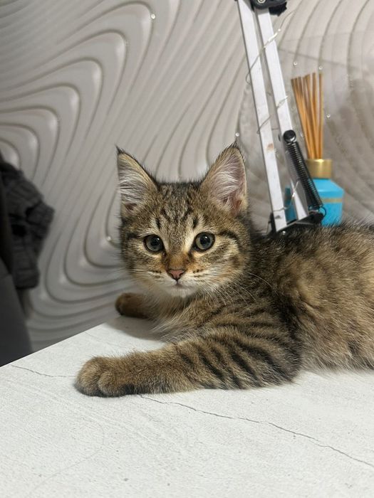 Котенок девочка в добрые руки!