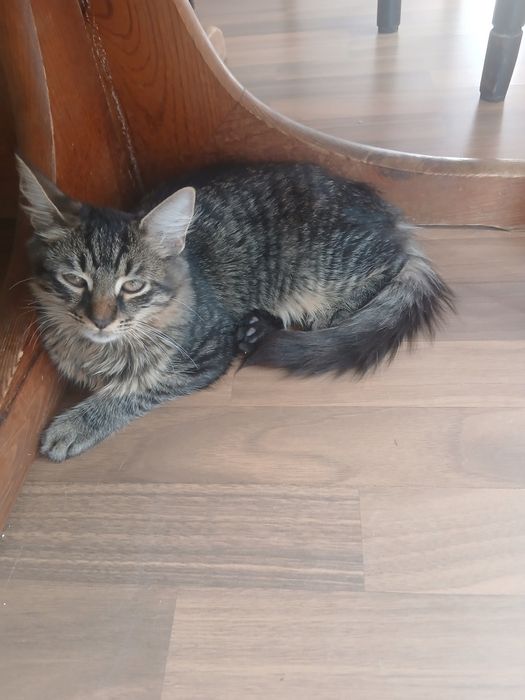 Подарявам 2 котенца