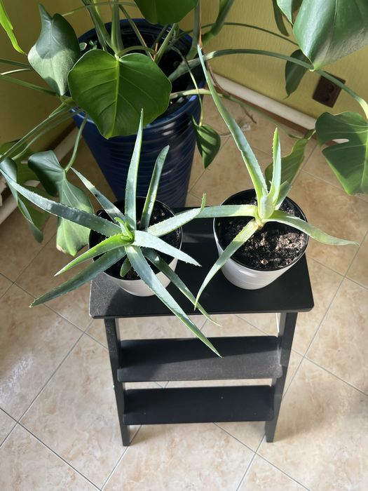 Комнатные цветы Алоэ вера