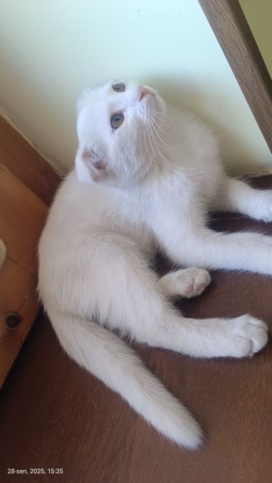 Zotdor mushukchalar SOTILADI