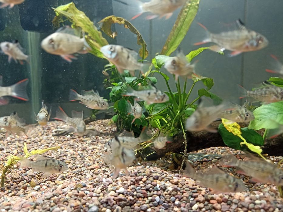 Продам рыбок аквариумных