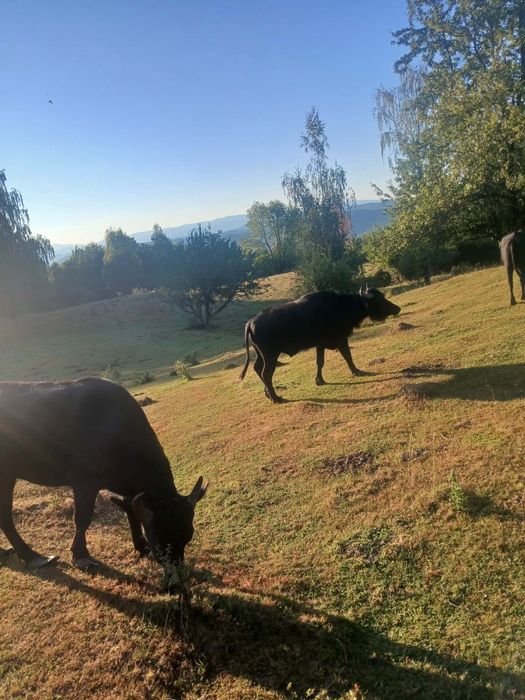 Vând taur de bivol și unu de vaca