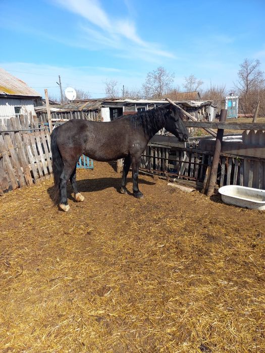 Продам кобылу жерёбую