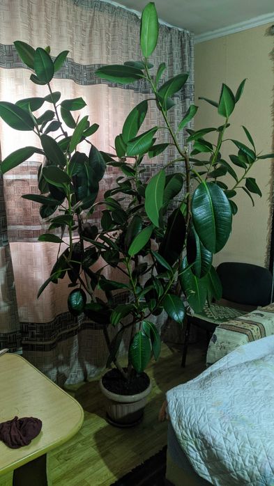 Продам Фикус большой