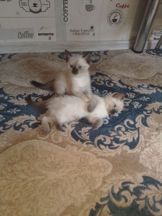 Отдам котят в добрые руки