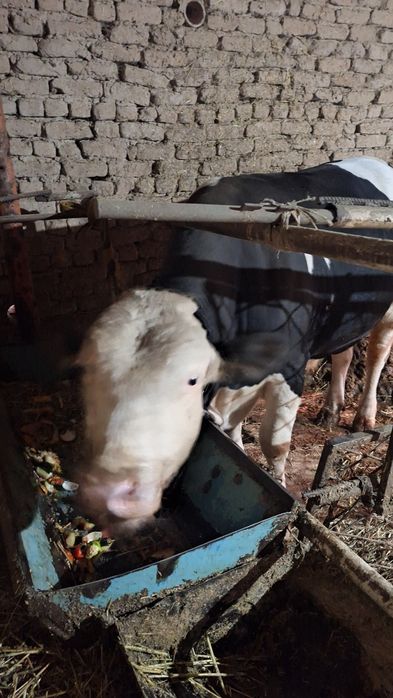 Ogiz satiladi. Baxasi 55mln