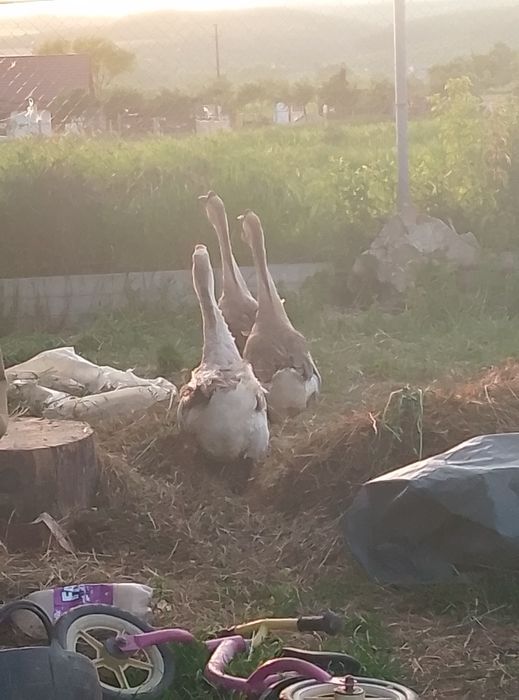 Vând două gâște și un gascan