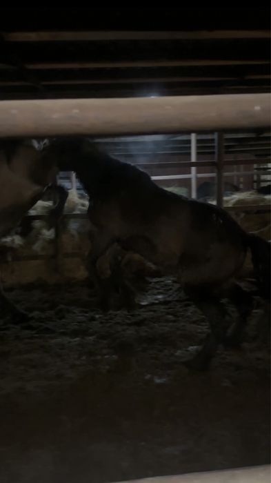 Айгырлар мощные 4 жасар