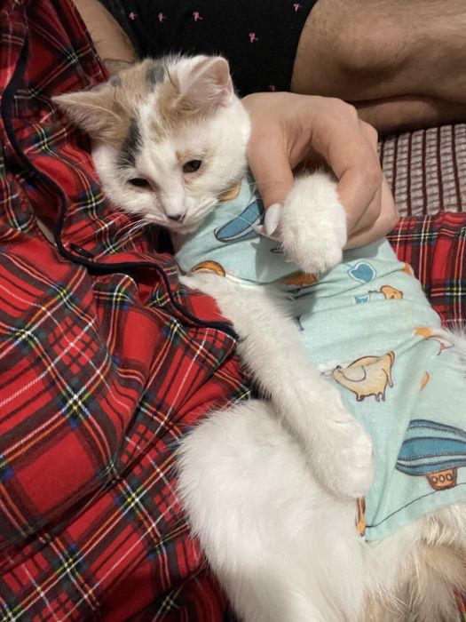 Красивые домашние кошечки