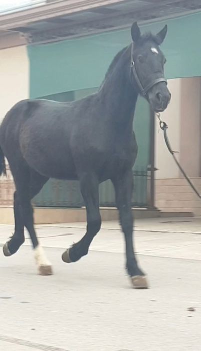 Po'lsha slaska ot sotiladi