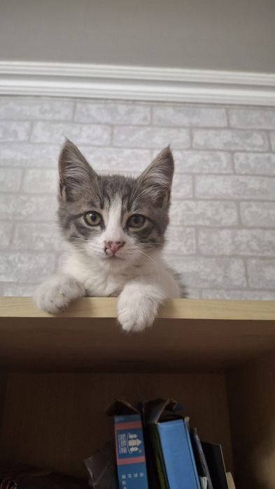 Отдам котёнка мальчика в добрые руки