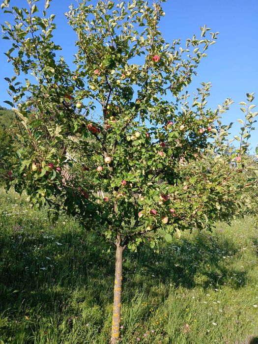 Teren agricol cu casa de lemn