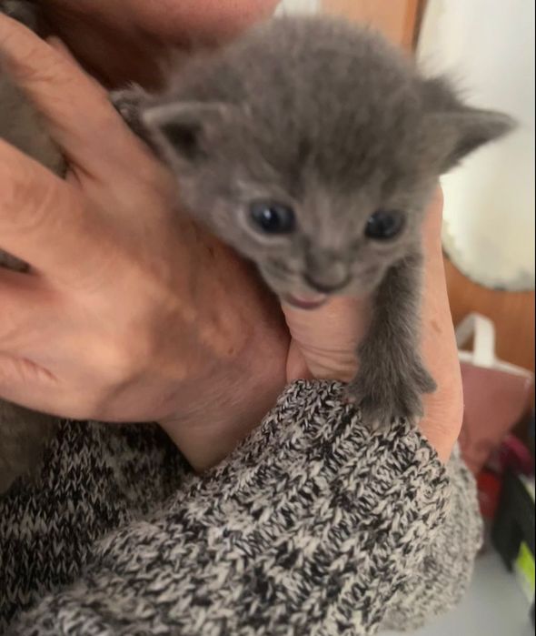 Котята маленькие