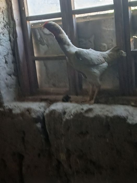 Tavuq sotiladi  kulangi