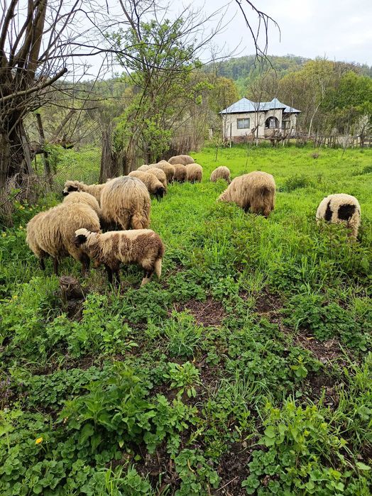 Oi de vânzare trei cu lapte o stearpă și și șase mieluțe șaizeci mil toate mieluțele sunt de anul trecut