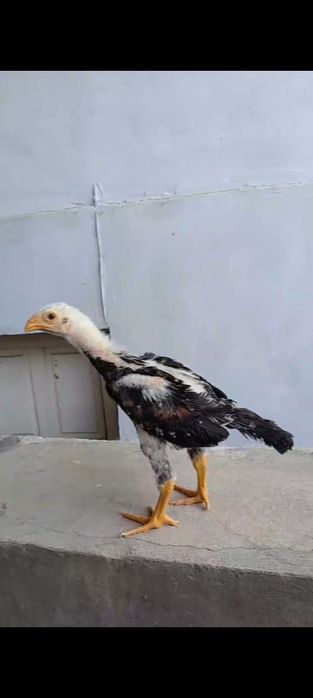 Жужалар сотилади