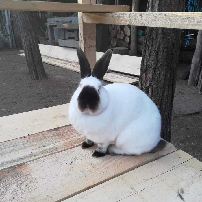 Iepuri Californieni rasa pura atâta tineret cat și maturi de vânzare !