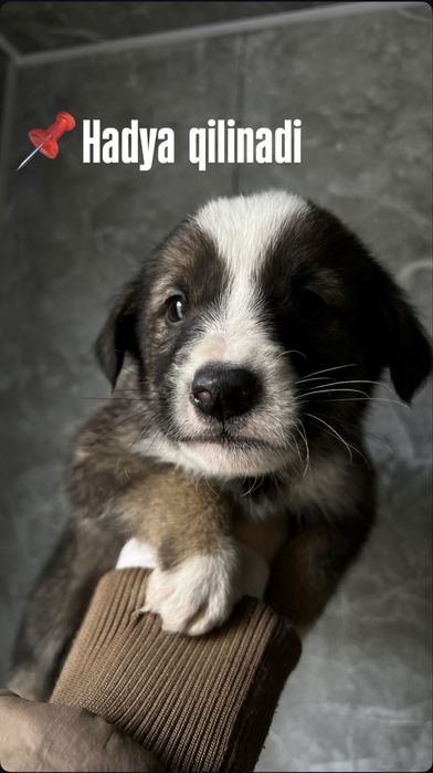 Hadiyaga kuchukchalar, Zoti aralash metis ,Nemis ovcharkasi  aralash