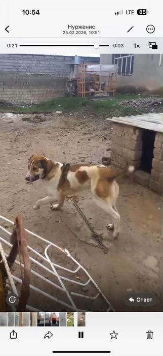 Алабай ит ұрғашы