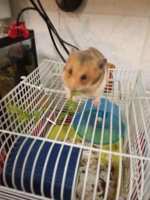 Продам серийских хомяков