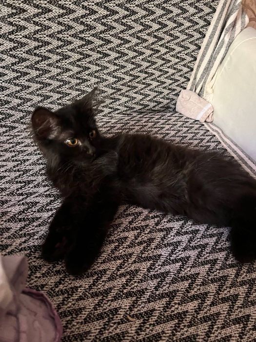 Котенок черный в добрые руки