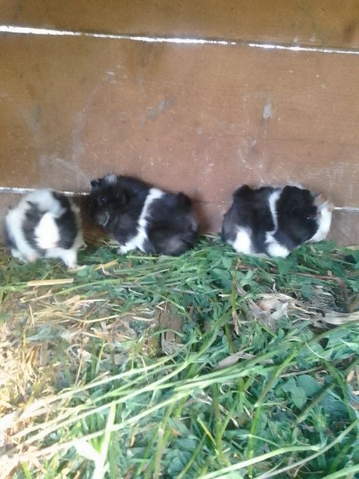 Iepuri iepurași și animăluțe de companie