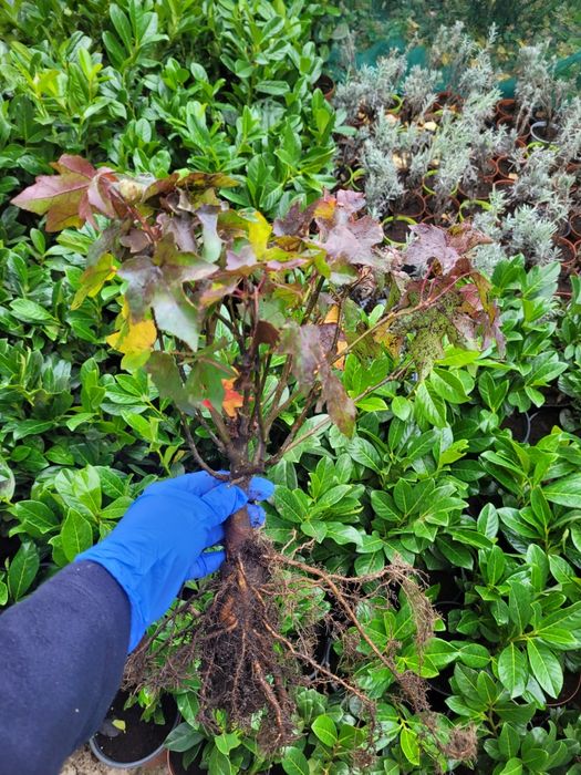 Liquidambar styraciflua [Arborele de cauciuc]