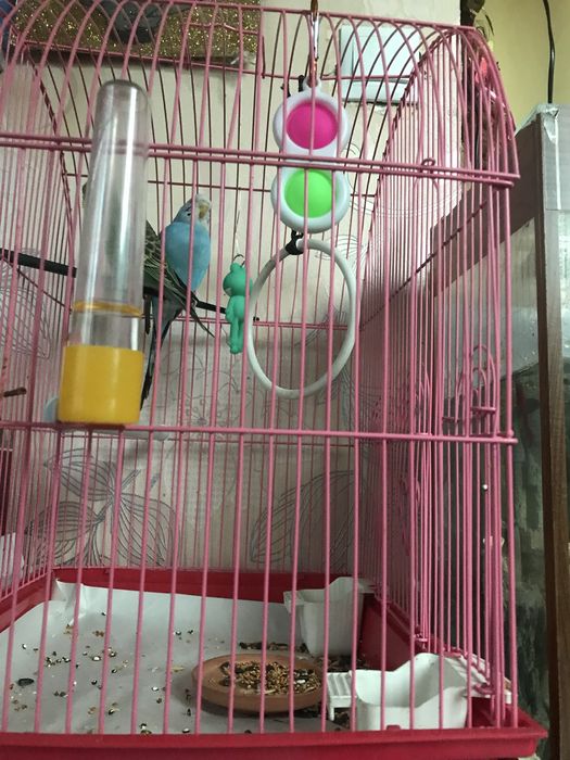 Продам 2 попугая с клеткой