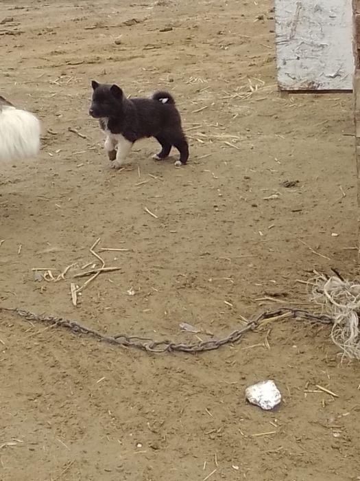 Лайка Рел западно сибирская