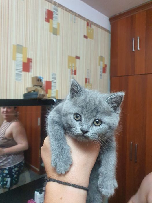 Скотиш страйт котята