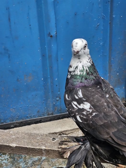 Продам срочно голубей!