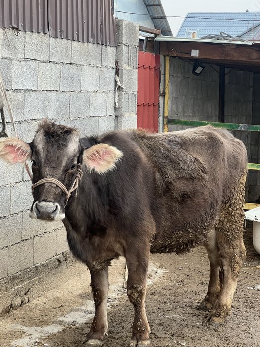 Алатау Швед сиыры Буаз