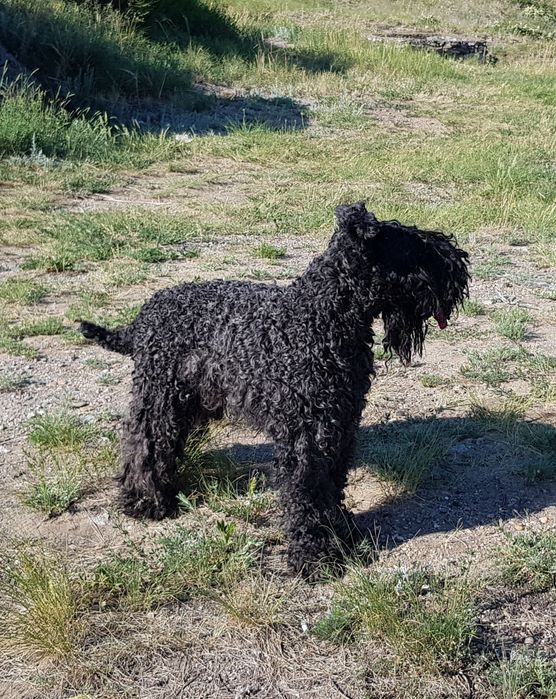 Пропала собака в районе казправды