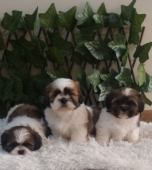 Ши Тцу Shih Tzuu