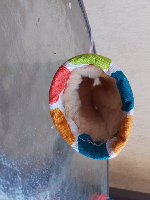 Колела за хамстер, купички, поилки, тунери и къщички, стълбичка, калциева плочка за зъби, хранилка