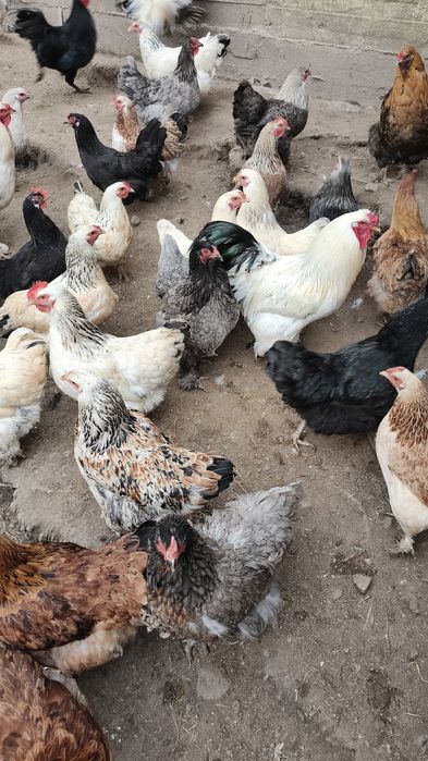 Продам домашние яйца.