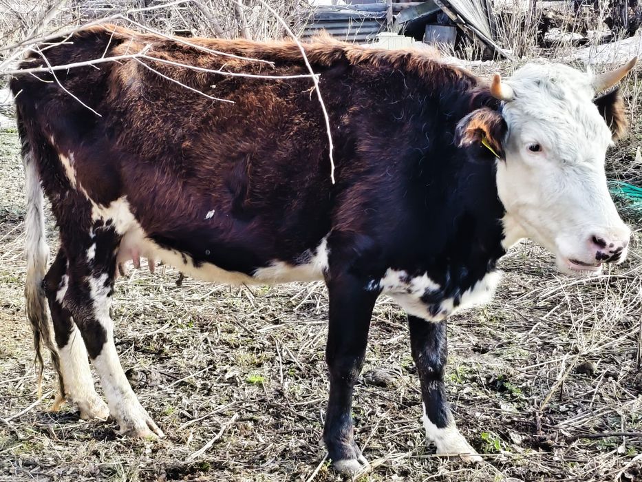Продам коров с телятами
