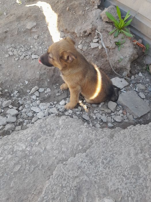 Отдам в хорошие руки