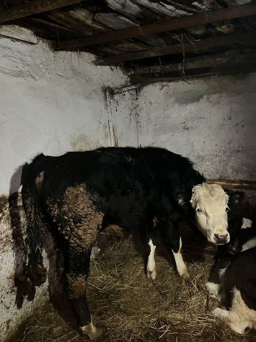 Продается годовалый бычок