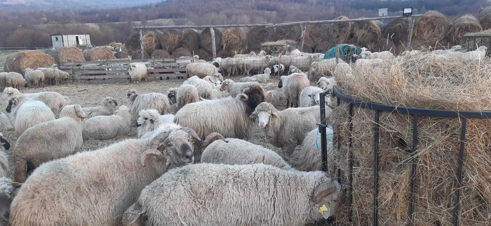 Berbeci breji originali