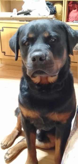 Кобель для вязки