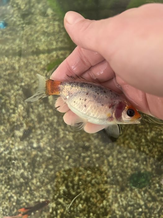 Продам карпа кои