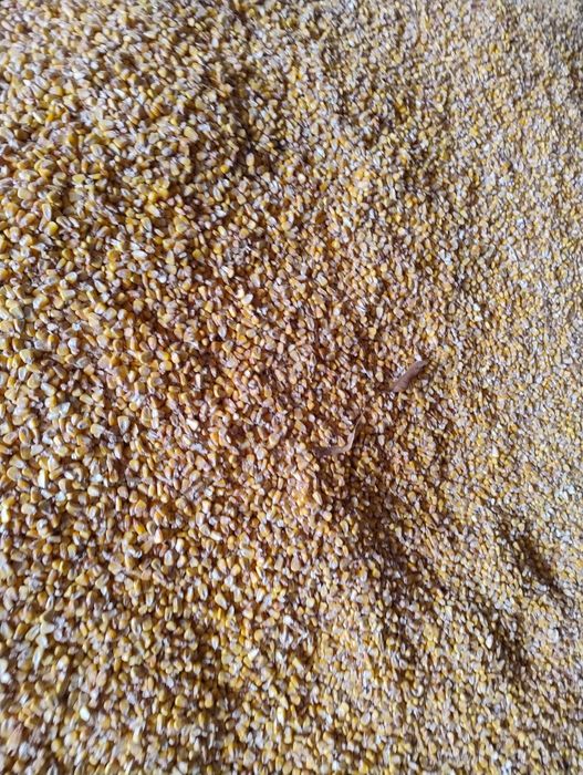 Vand porumb Pioneer 2025