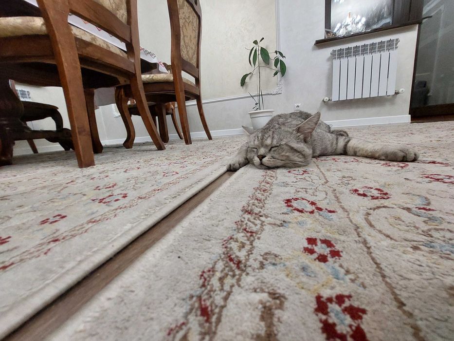 Потерялся кот Ярик