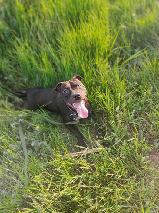 Выгул собак, любой породы