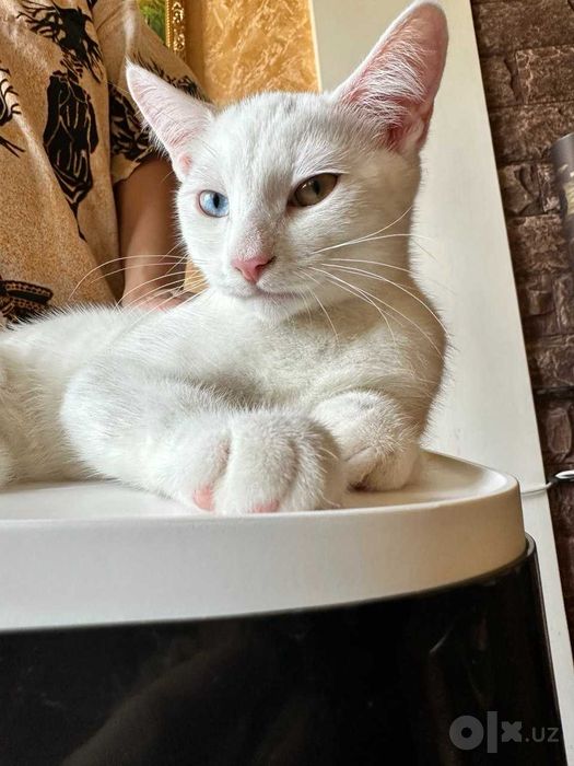 Продаются красивые котята